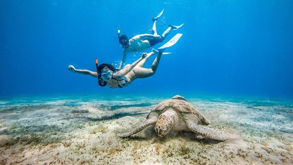 Turtles Bay! Home of the Dugong